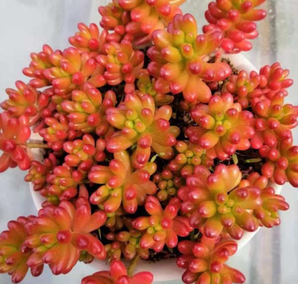 夏天養多肉，真是太難了，一不小心就黑腐