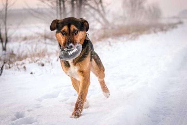 冬天狗狗臭味大?這些除臭方法請收好 冬天狗狗臭味大?這些除臭方法請收好