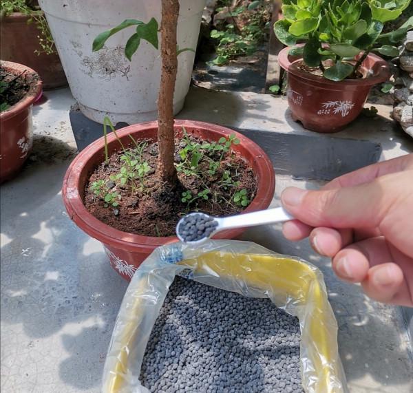 養花盆土硬邦邦?澆點“軟化水”,土壤肥沃營養足,鬆軟如麵包 養花盆土硬邦邦?澆點“軟化水”,土壤肥沃營養足,鬆軟如麵包