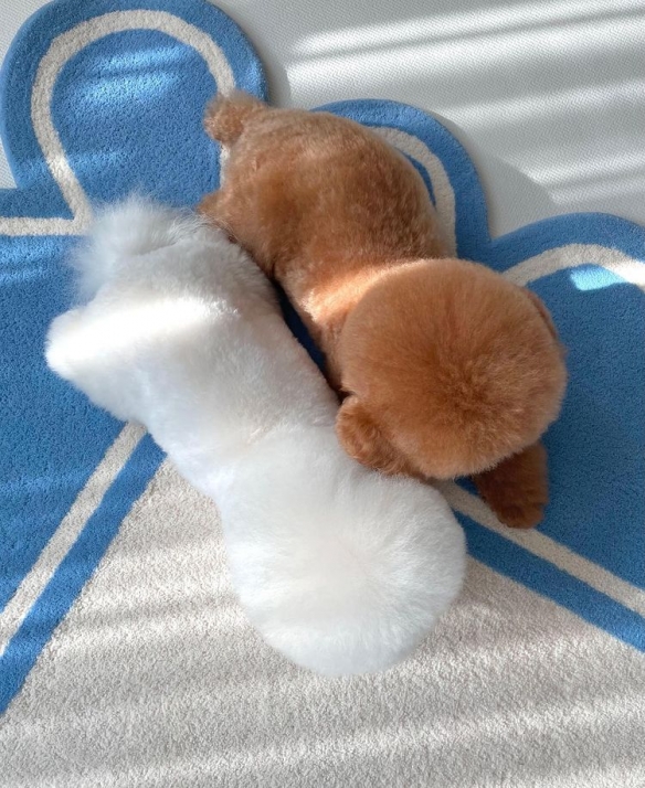 做什麼都一起的貴賓與比熊：兩團棉花糖的激萌日常