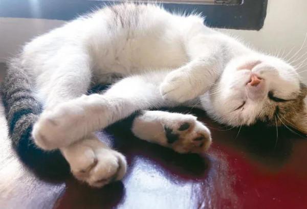 蔣勳：貓咪和我