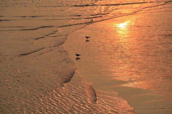 銀杏道的盡頭是大海 銀杏道的盡頭是大海