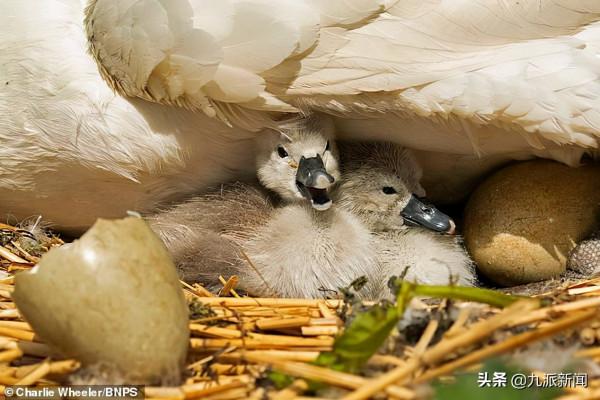 英國女王的天鵝感染了禽流感：6只鳥病死後，獸醫又撲殺了26只