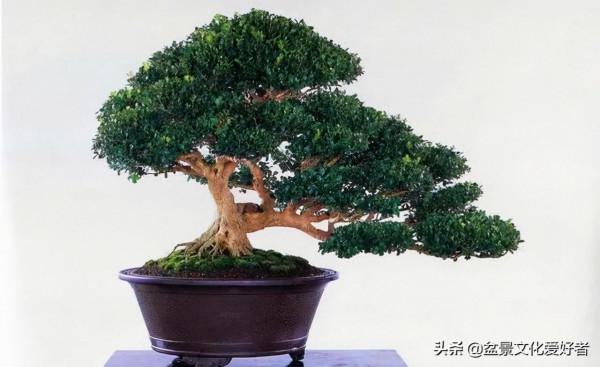 家有黃楊，世代棟樑！家裡栽黃楊，富貴又吉祥