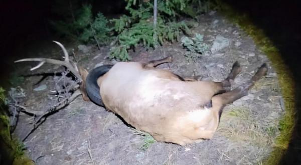 脖子上掛輪胎生存兩年！一頭麋鹿被拯救，為何麋鹿掙脫不了輪胎？