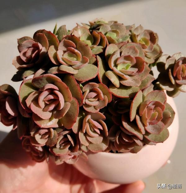 曾經落魄的秀妍，重新換盆土之後，竟然變美了