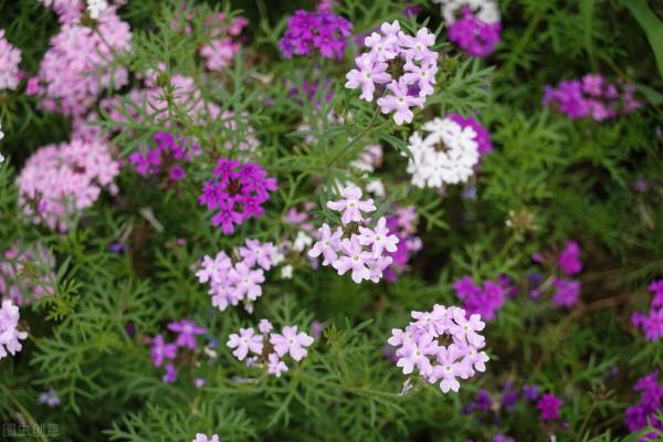 院子裡草太多,種它們就對了,越長越多不說,還不給野草生長機會 院子裡草太多,種它們就對了,越長越多不說,還不給野草生長機會