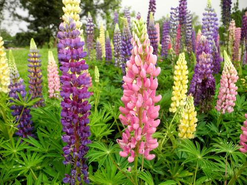 100種常見花卉的播種栽培大全,送給愛養花的你 100種常見花卉的播種栽培大全,送給愛養花的你