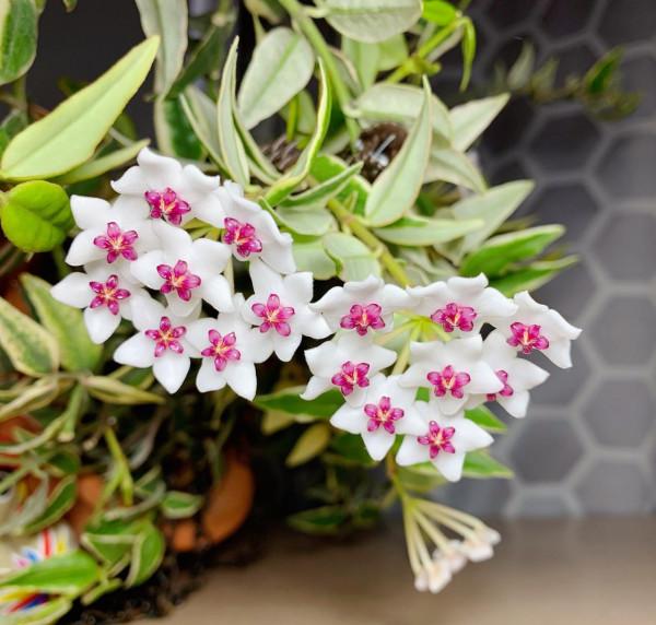 室內盆栽植物—貝拉外錦,觀葉賞花又聞香,開花勤奮,養護也不難 室內盆栽植物—貝拉外錦,觀葉賞花又聞香,開花勤奮,養護也不難