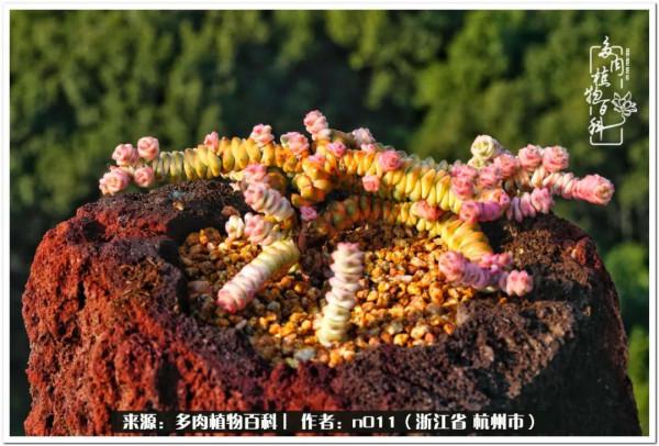 養多肉，莫忘初心，原本我只是想養一顆花