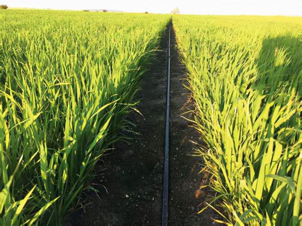 以色列的水稻非淹水滴灌栽培技術，產量提高1.5倍