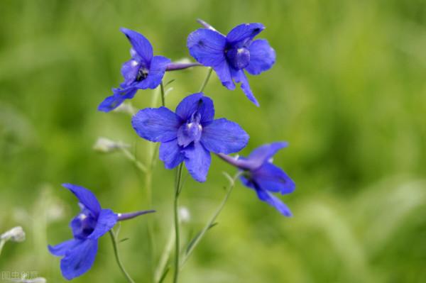 30種藍色的花卉裡面,你見過的有多少種? 30種藍色的花卉裡面,你見過的有多少種?