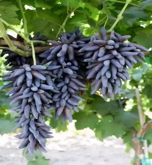 冬至來了,客廳裡擺放3種“祥雲果”,寓意五福臨門富貴吉祥 冬至來了,客廳裡擺放3種“祥雲果”,寓意五福臨門富貴吉祥