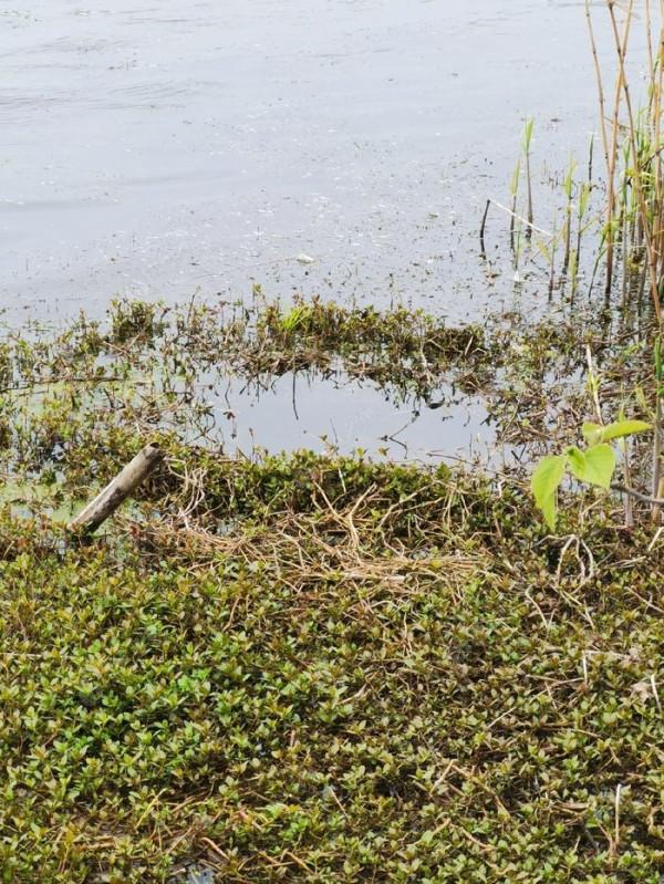 黃花錦簇白馬湖