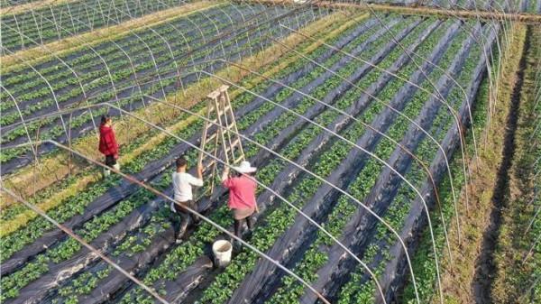 同樣的大棚、同樣的作物、但就是種不出來同樣的產量,怎麼辦? 同樣的大棚、同樣的作物、但就是種不出來同樣的產量,怎麼辦?