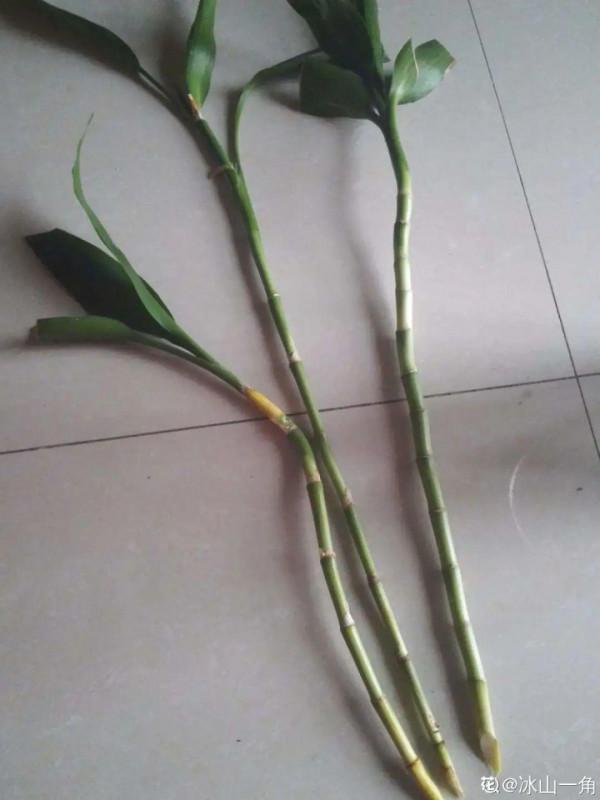 養花大棚倒閉,“貴貨花”路邊扔了一地,後悔沒帶個大麻袋 養花大棚倒閉,“貴貨花”路邊扔了一地,後悔沒帶個大麻袋