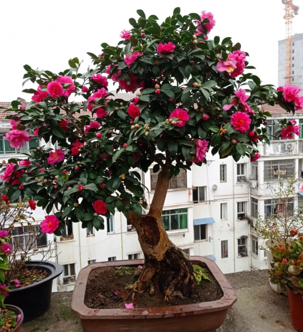 有些花，用小盆養，能養的更好