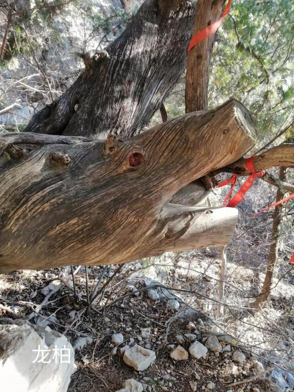 &dollar;&period;006&period;頂遊五峰山