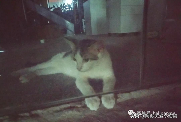 梨梨:想領養嗎?這兒有一隻普信流浪喵 梨梨:想領養嗎?這兒有一隻普信流浪喵