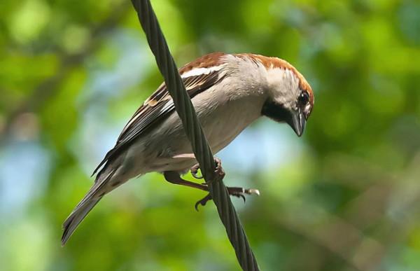 東江攬勝：天天相見不相識，國內五種常見麻雀你能分清嗎？