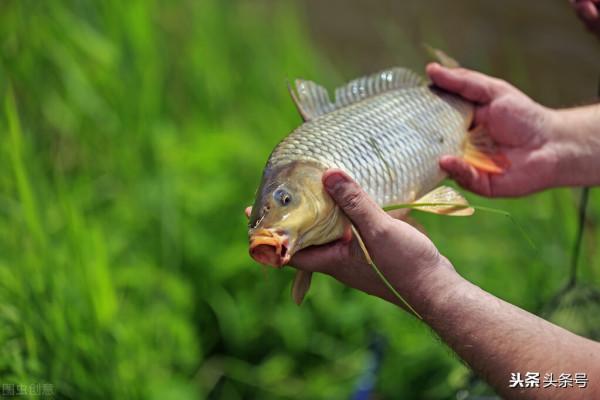 釣魚,釣魚,釣一片湖光山色 釣魚,釣魚,釣一片湖光山色
