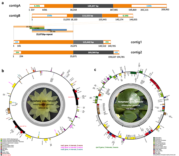 睡蓮屬植物細胞器RNA轉錄後加工研究取得進展