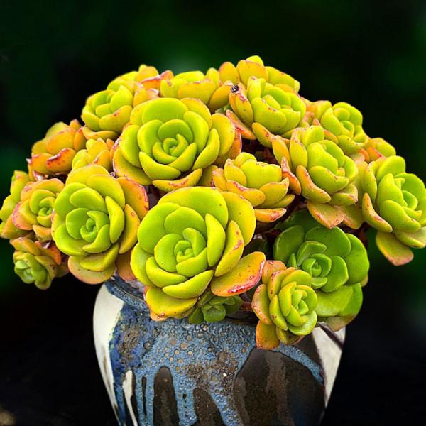 多肉植物的花語心願 多肉植物的花語心願