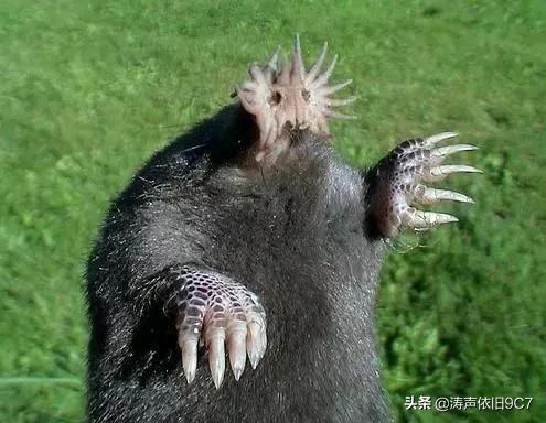 分享—奇特的動物(一) 分享—奇特的動物(一)