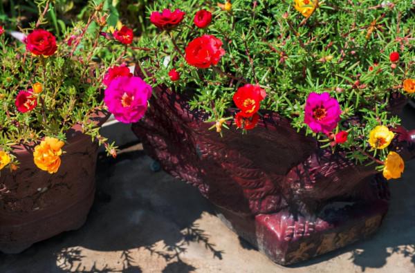 元旦前後養草花當首選這3樣,花色繁雜,好打理,可輕鬆擁有花海 元旦前後養草花當首選這3樣,花色繁雜,好打理,可輕鬆擁有花海