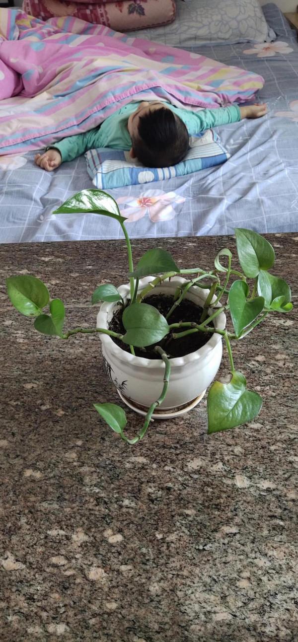 我是拿花當人養了唄