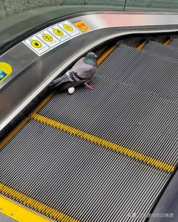 超治癒，50張可愛的寵物抓拍照片