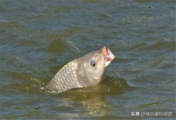 掌握散炮核心技巧,連竿狂口不再難 掌握散炮核心技巧,連竿狂口不再難