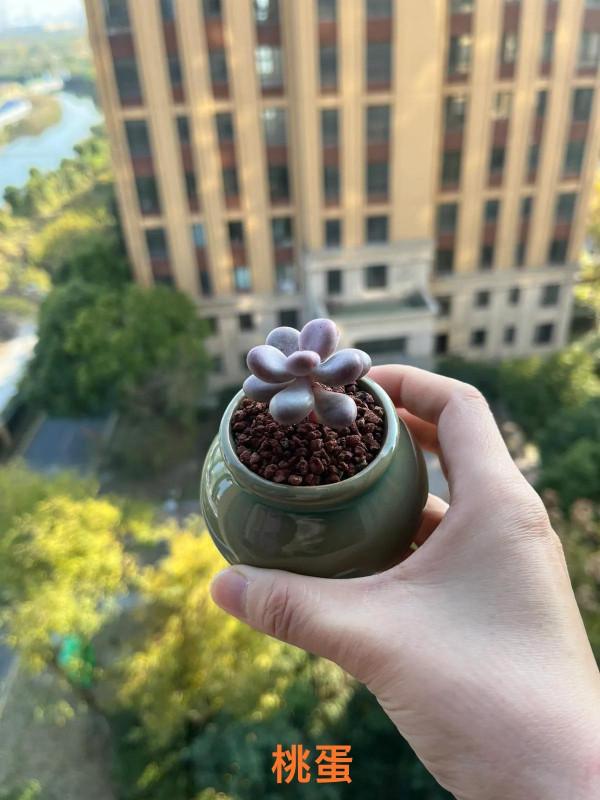 小白慢慢開始學習多肉如何修根配土上盆