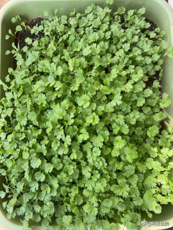 最近葉菜貴，那就自己種些吧，試試這5種，冬季葉菜吃不完