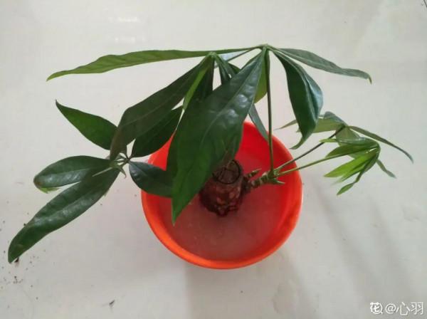 養花大棚倒閉,“貴貨花”路邊扔了一地,後悔沒帶個大麻袋 養花大棚倒閉,“貴貨花”路邊扔了一地,後悔沒帶個大麻袋