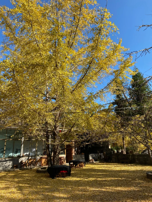 《12月限定丨國內旅行目的地指南》