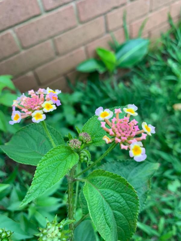 馬纓丹的花樣年華