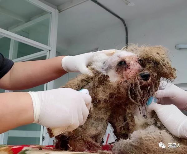 原來是漂亮雪納瑞，2坨“屎味抹布狗”花5小時剃毛重生，感動網友