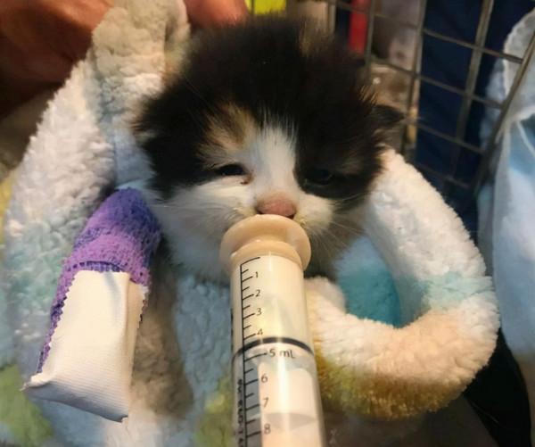 小貓躲在花圃裡發抖，大叔看著可憐便收養了，幾個月後稱撿到寶了