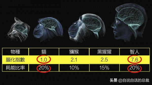 液體貓咪之謎：為什麼說貓都是液體？這竟然是被證明過的科學結論