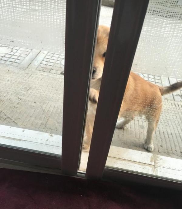 一隻會自己開門的土狗，閉上你說土狗的嘴