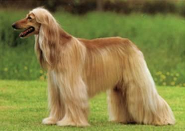 狗狗品種介紹大全！我們應該怎麼挑選適合自己的狗狗？