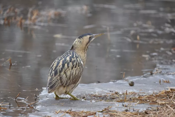 紀念版：一隻有故事的鳥，奧森拍鳥之大麻鳽