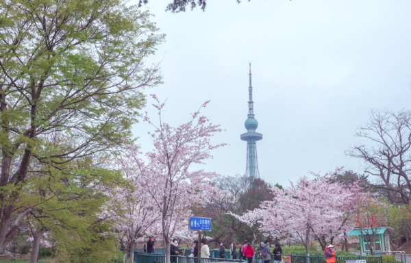 浪漫櫻花下的自駕遊