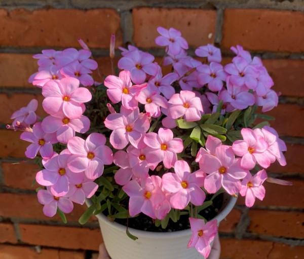 陽臺光照不足，就養這4種花，很好看驚豔、花也很多、綠植環繞