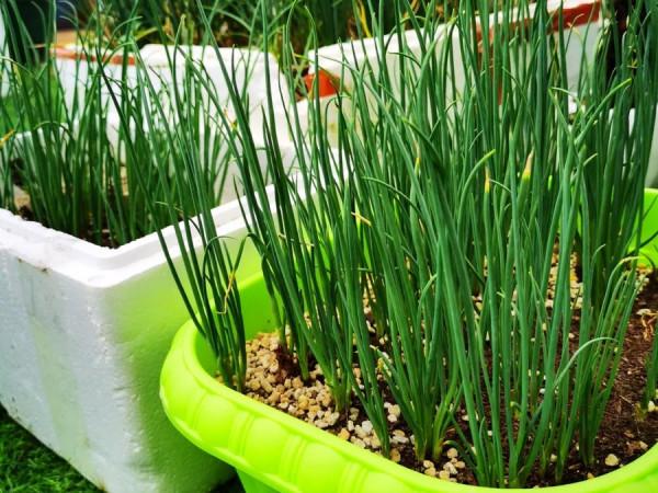 這6種菜,吃完“菜根”別扔,插進花盆裡勤澆水,兩週成小菜園 這6種菜,吃完“菜根”別扔,插進花盆裡勤澆水,兩週成小菜園