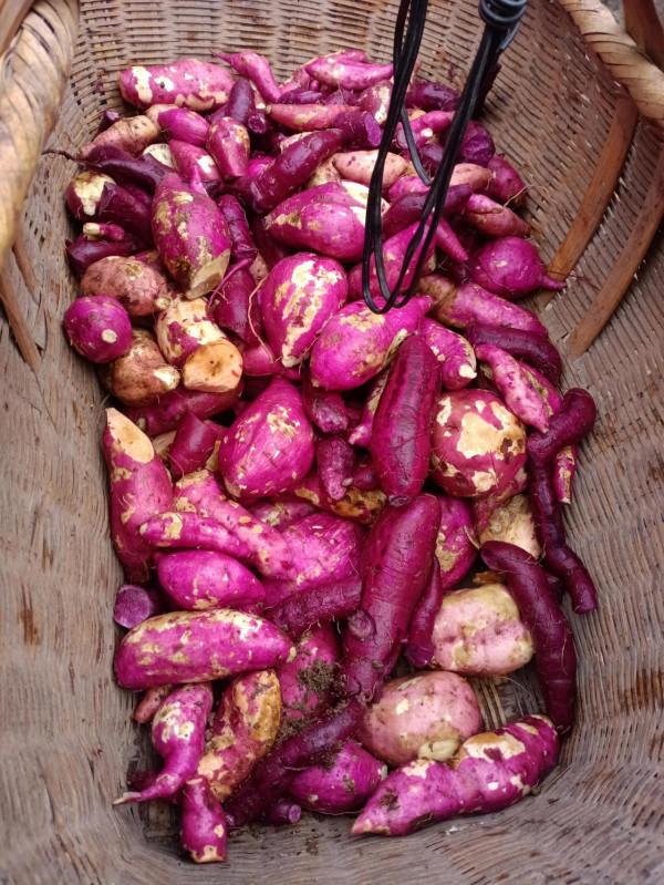 今年的紅薯產量真高，大豐收咯