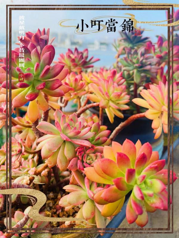 空中花園成就了我的夢想