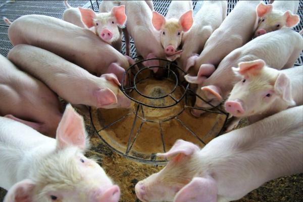 冷知識:喝牛奶喝羊奶為什麼沒人喝豬奶?漲知識了 冷知識:喝牛奶喝羊奶為什麼沒人喝豬奶?漲知識了