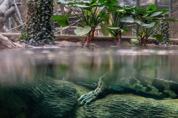 羅茲動物園的馬來鱷